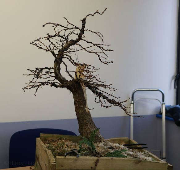 bonsai larch ireland